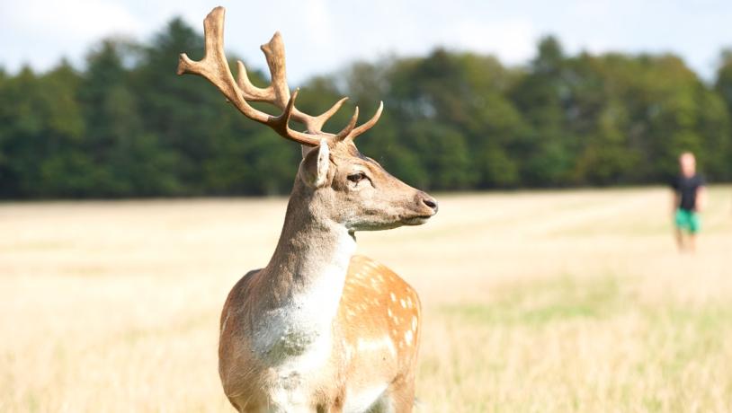 Løvbakke Deer park